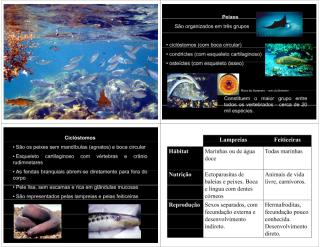 Peixe taxonomia e caracterizacao.pdf
